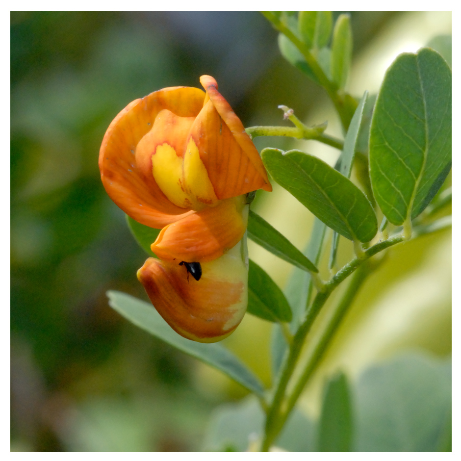 Fleur de Baguenaudier