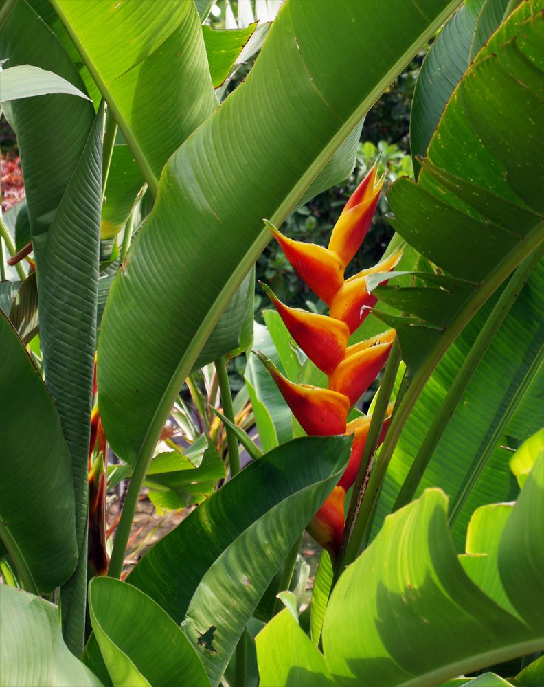 Fleur de balisier - Exotische (Canna Indica) Blume