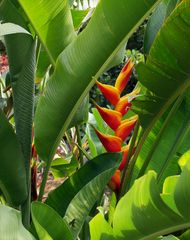 Fleur de balisier - Exotische (Canna Indica) Blume