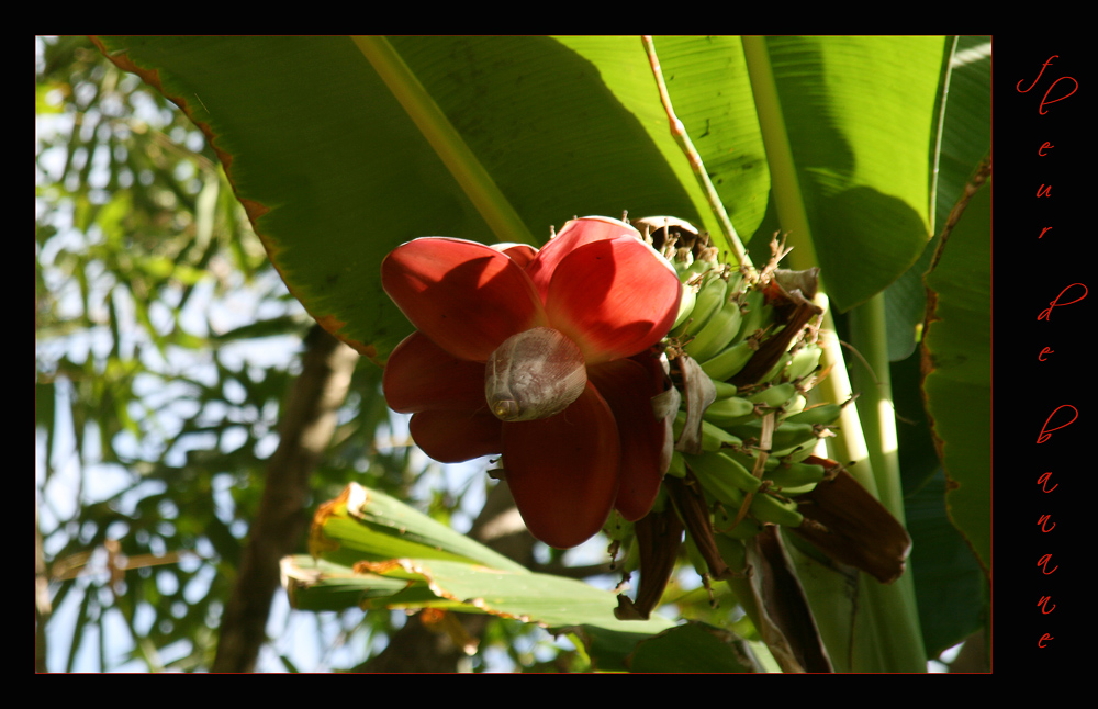 fleur de banane