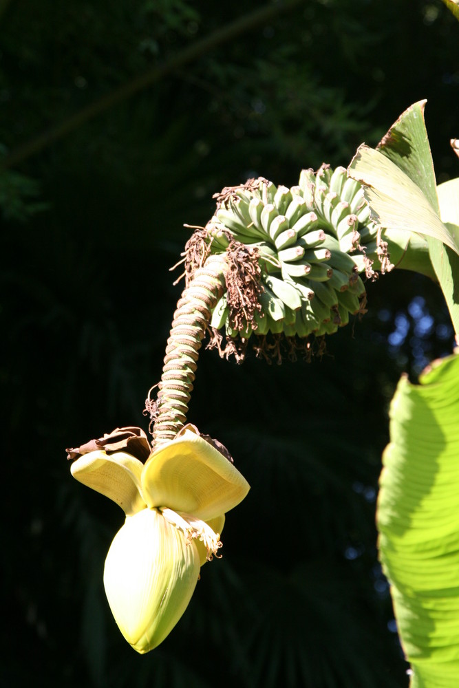 Fleur de bananier ?