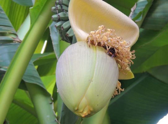 Fleur de bananier 
