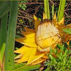 Fleur de bananier nain chinois lotus d'or  -