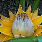  Fleur de bananier nain chinois lotus d'or -