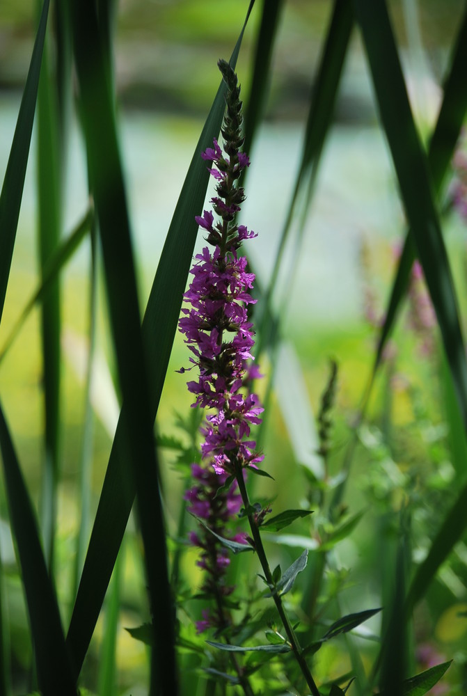 fleur de bassin