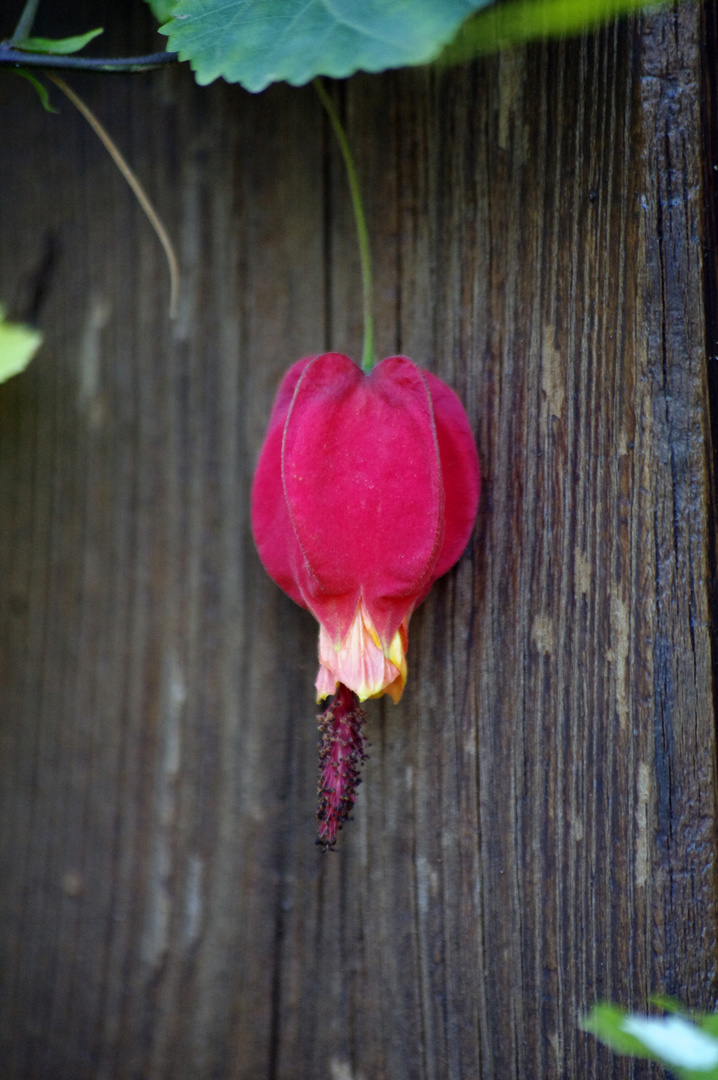 fleur de bois hivernal