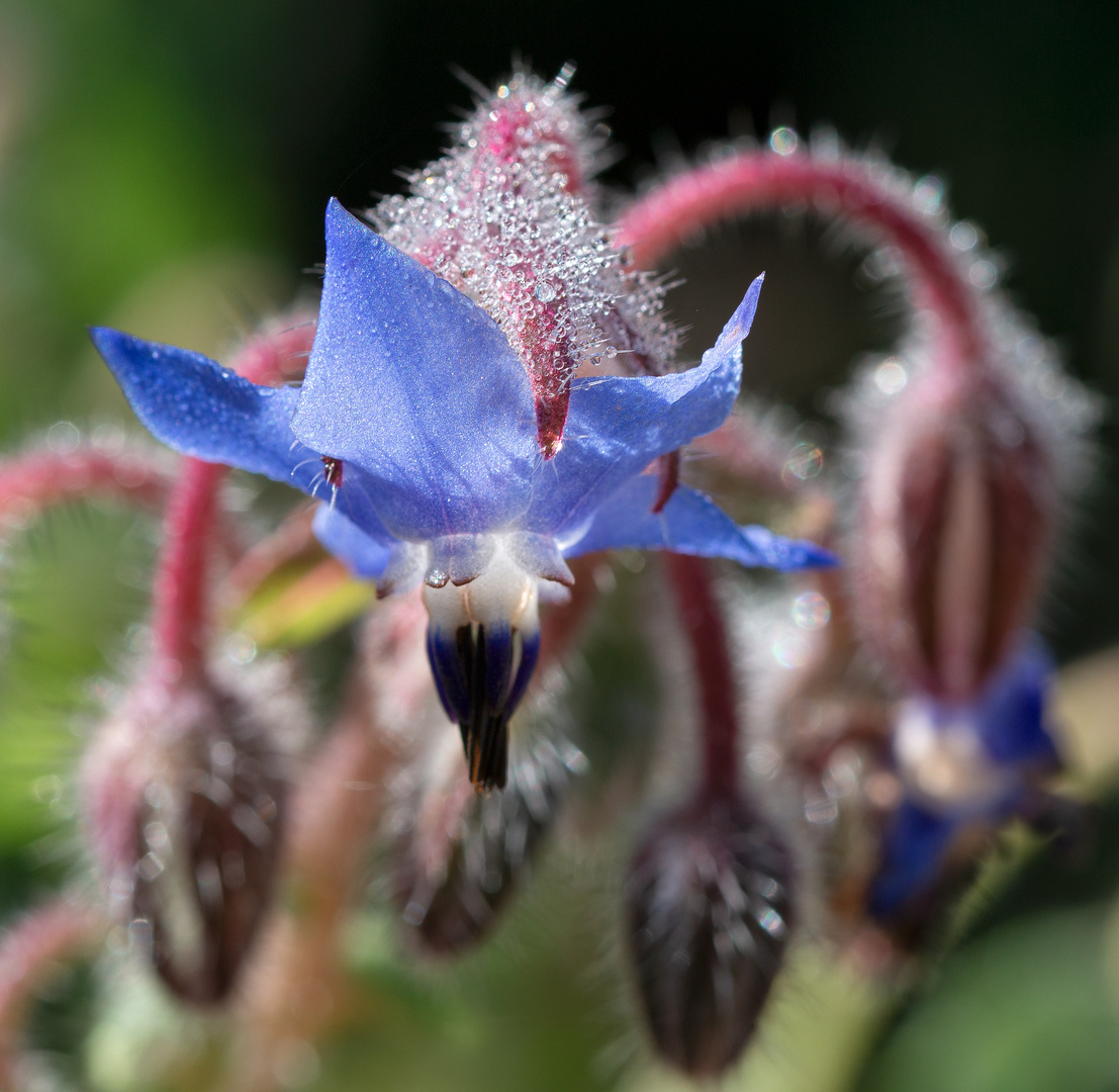 Fleur de BOurrache .