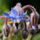 Fleur de BOurrache .