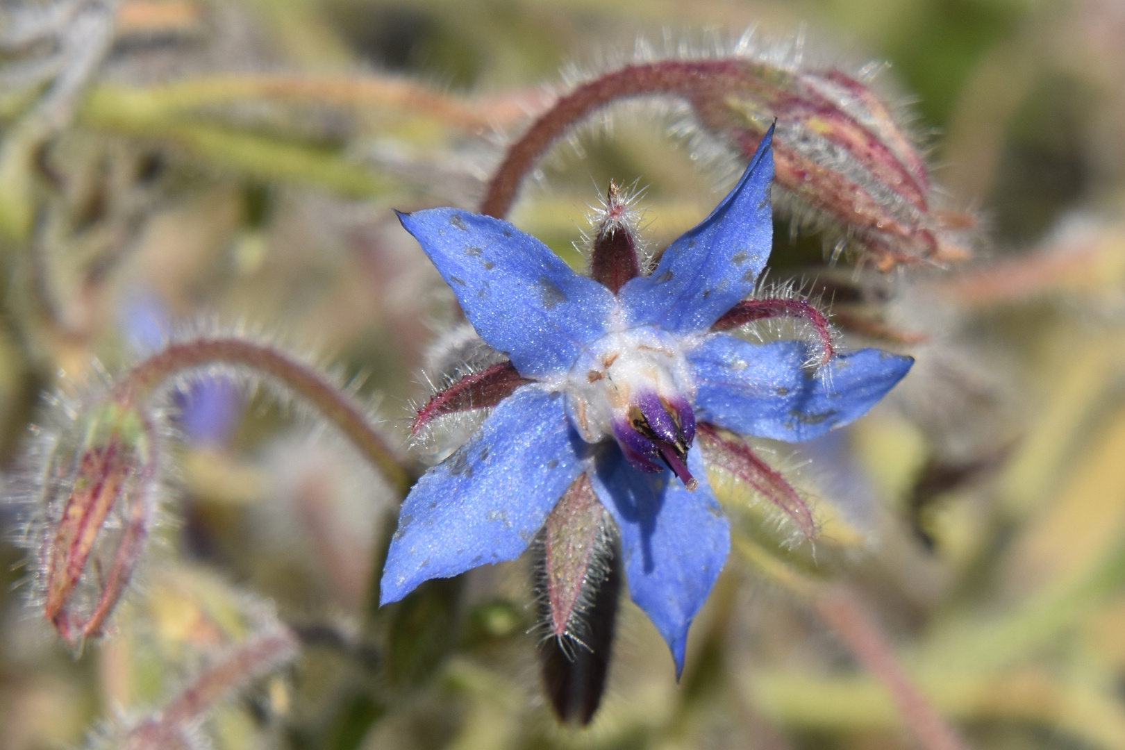 Fleur de bourrache