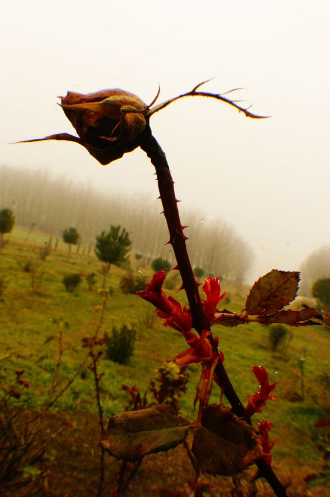 Fleur de brouillard