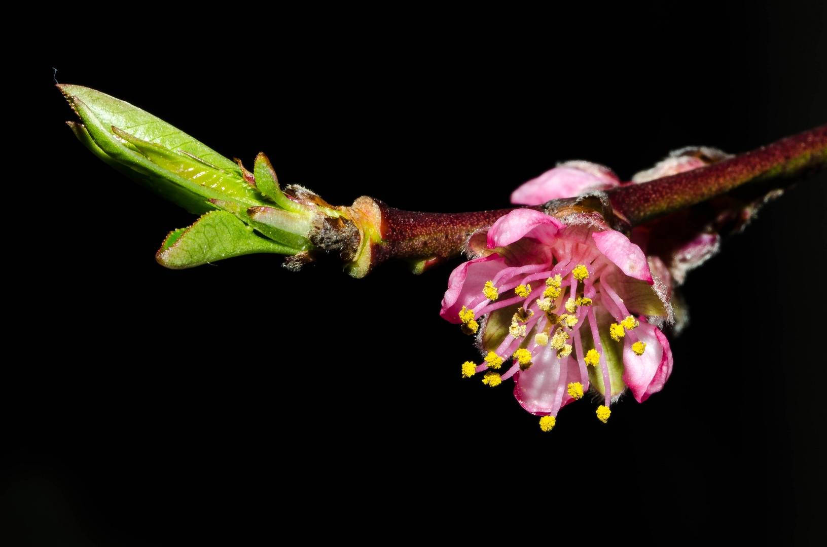 Fleur de brugnon