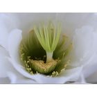 fleur de cactus