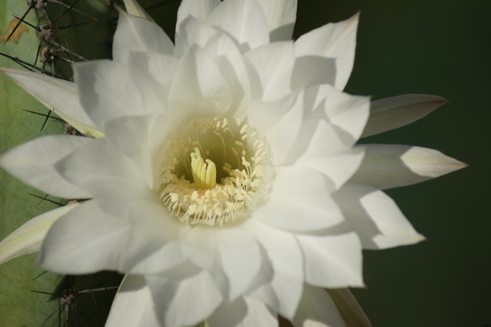 FLEUR DE CACTUS