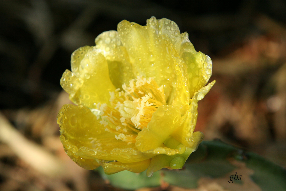 fleur de cactus