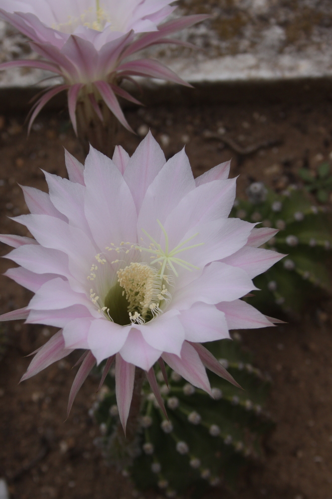 Fleur de Cactus