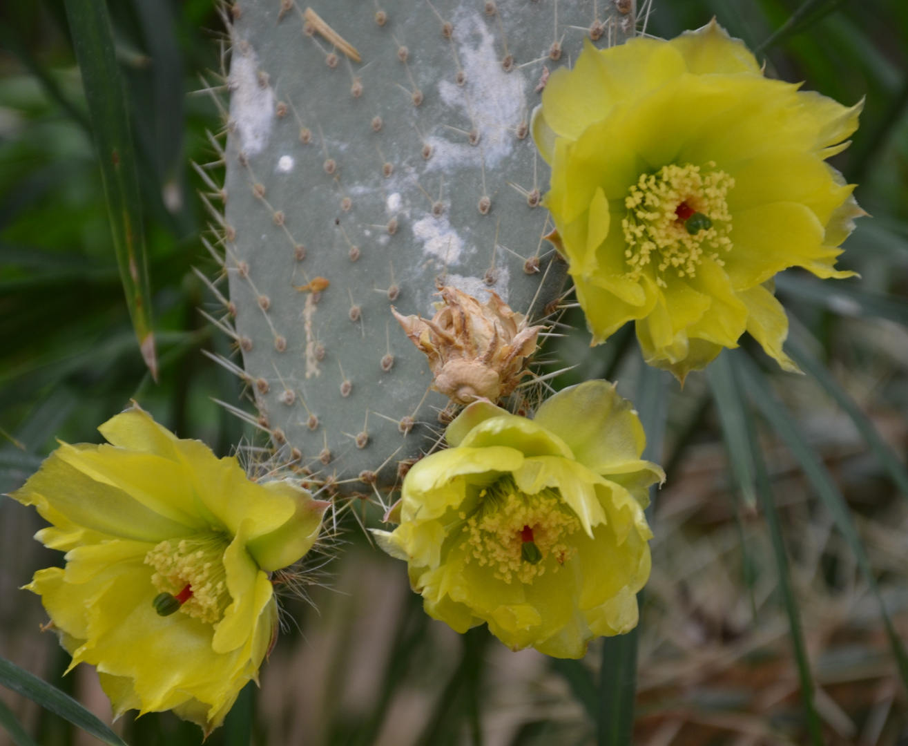 Fleur de cactus