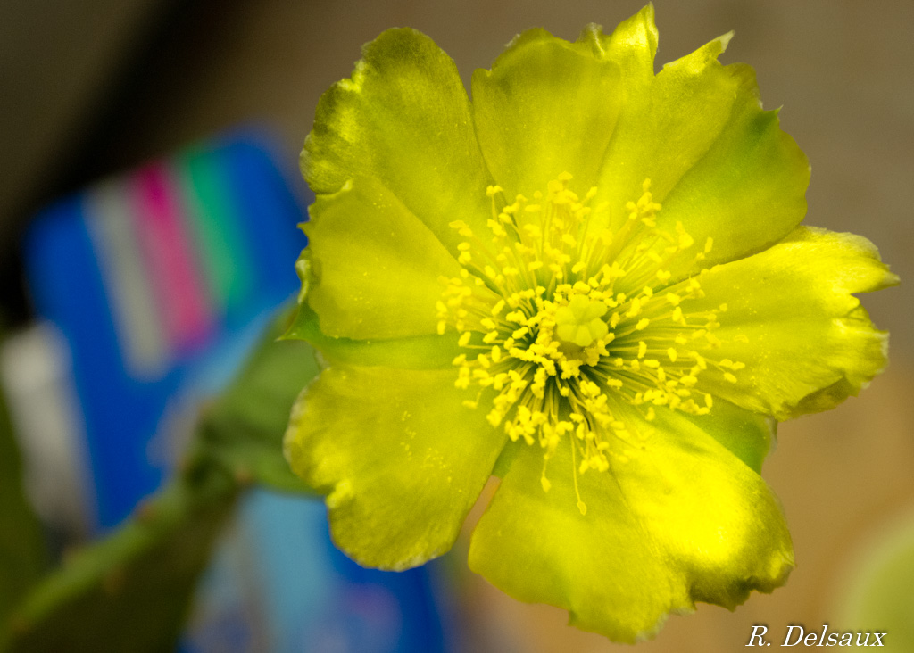 Fleur de Cactus