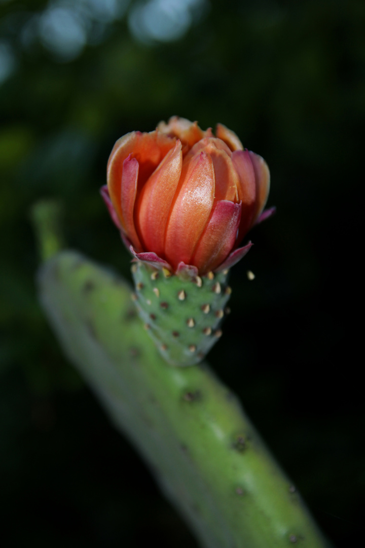 Fleur de cactus