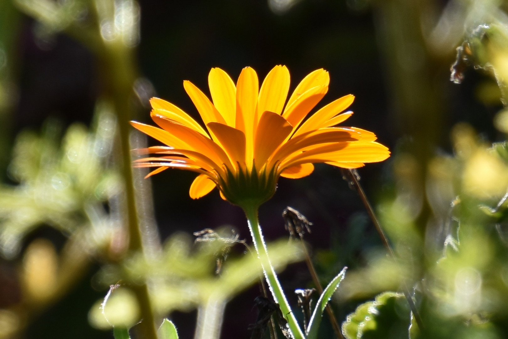 Fleur de Calendula