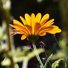 Fleur de Calendula