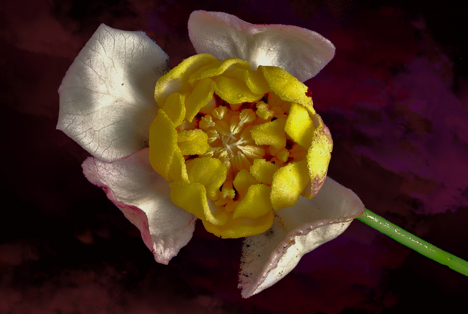 Fleur de Calycanthus chinensis.