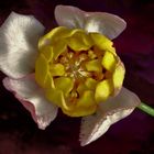 Fleur de Calycanthus chinensis.