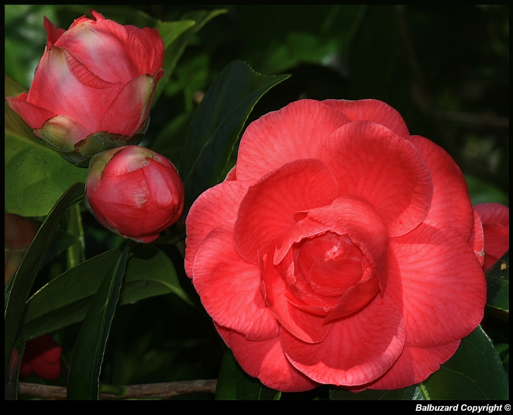 " Fleur de camélia "