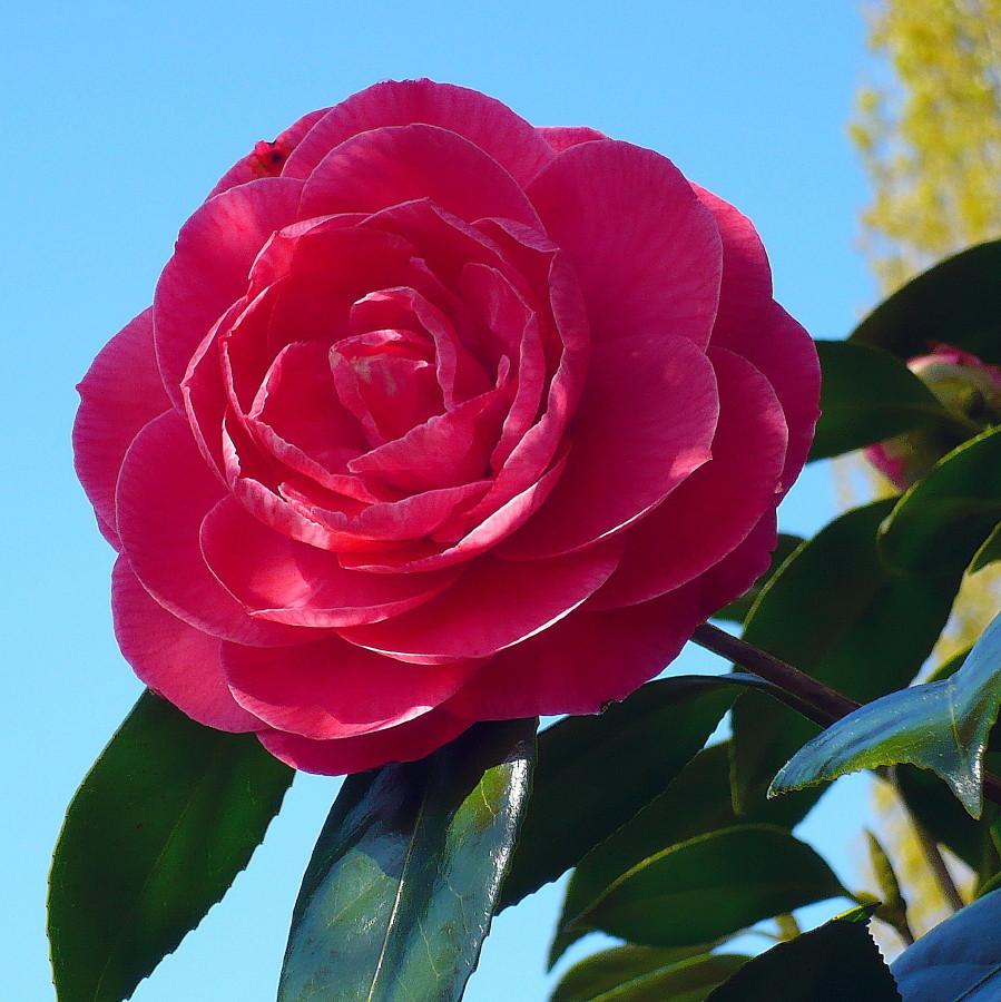 Fleur de camélia