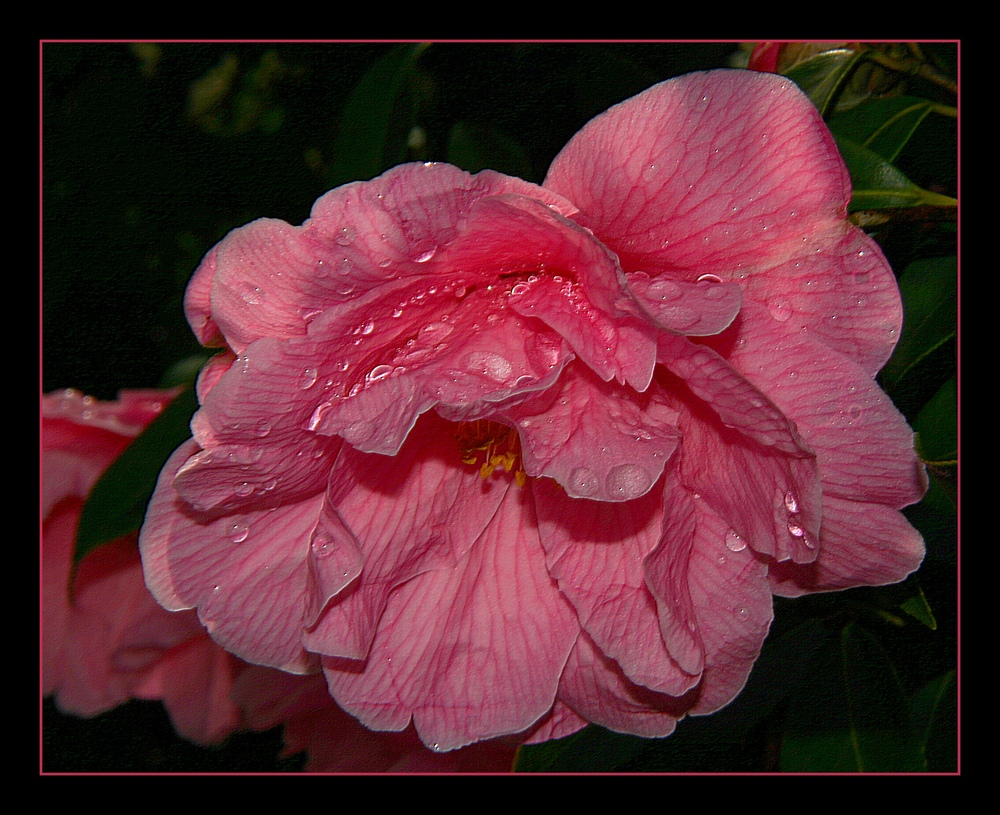 " Fleur de camélia après la pluie "