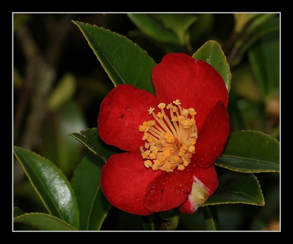 " Fleur de camélia "