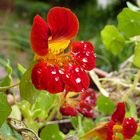 Fleur de capucine