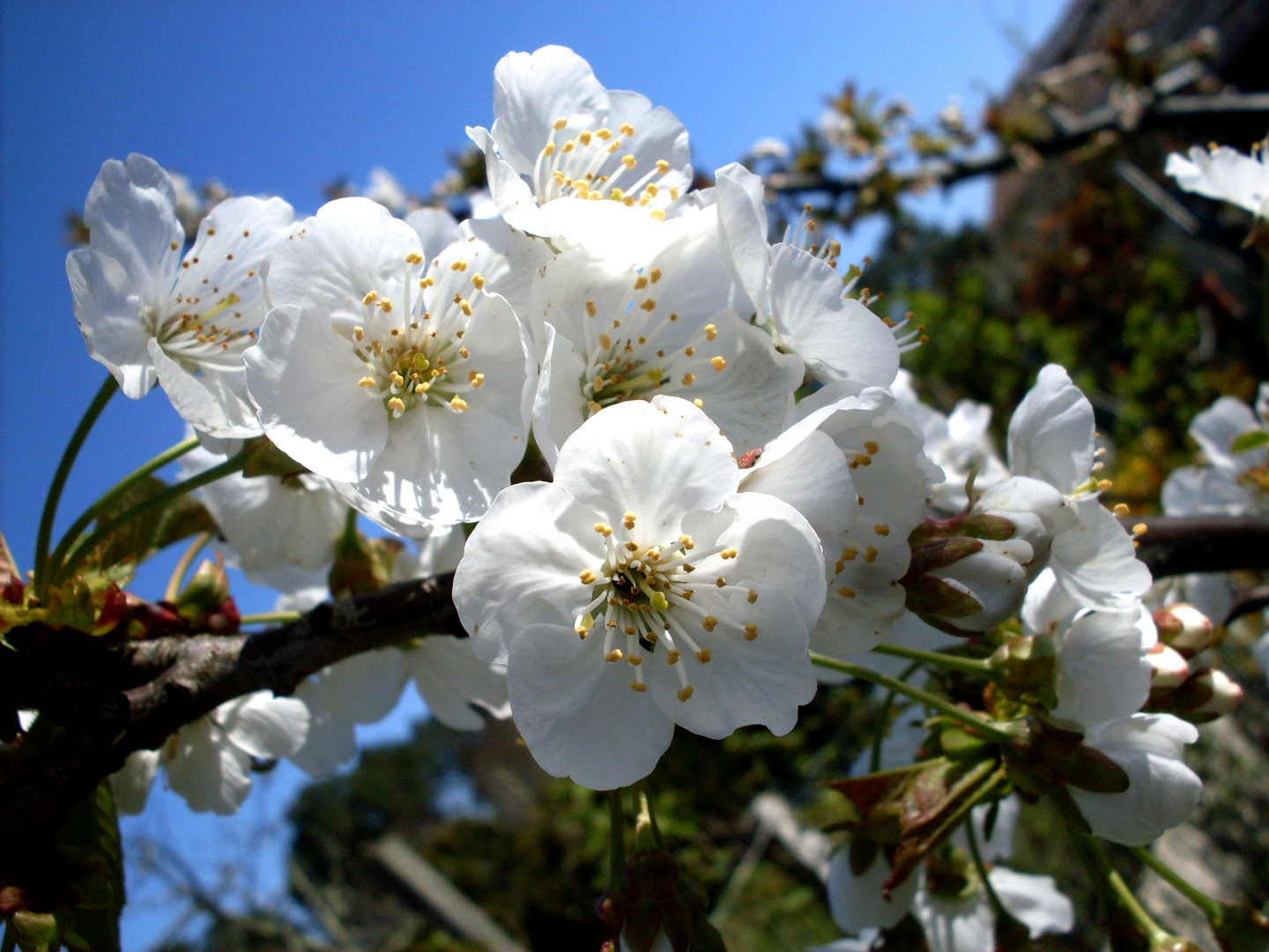 fleur de cerisier