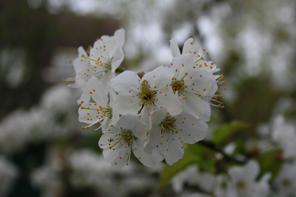 FLEUR DE CERISIER