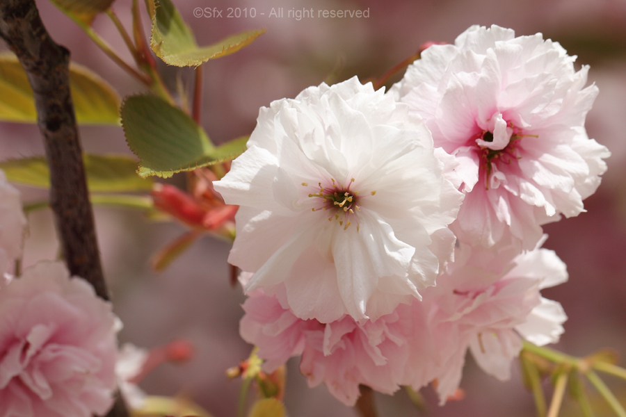 ...Fleur de Cerisier...