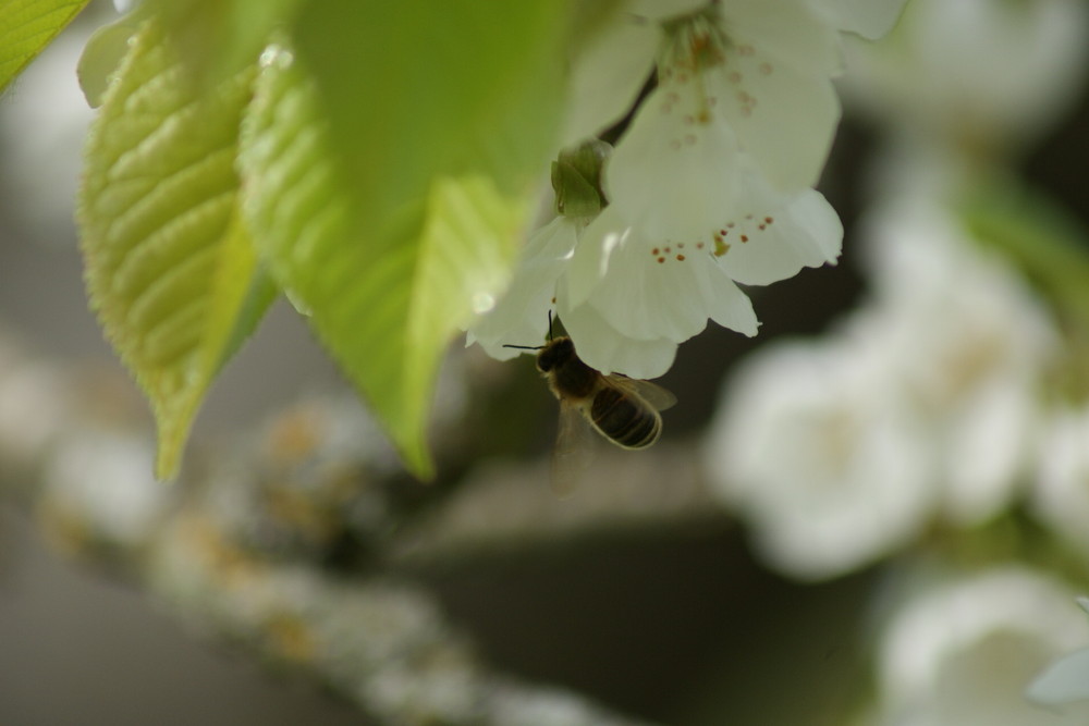 fleur de cerisier