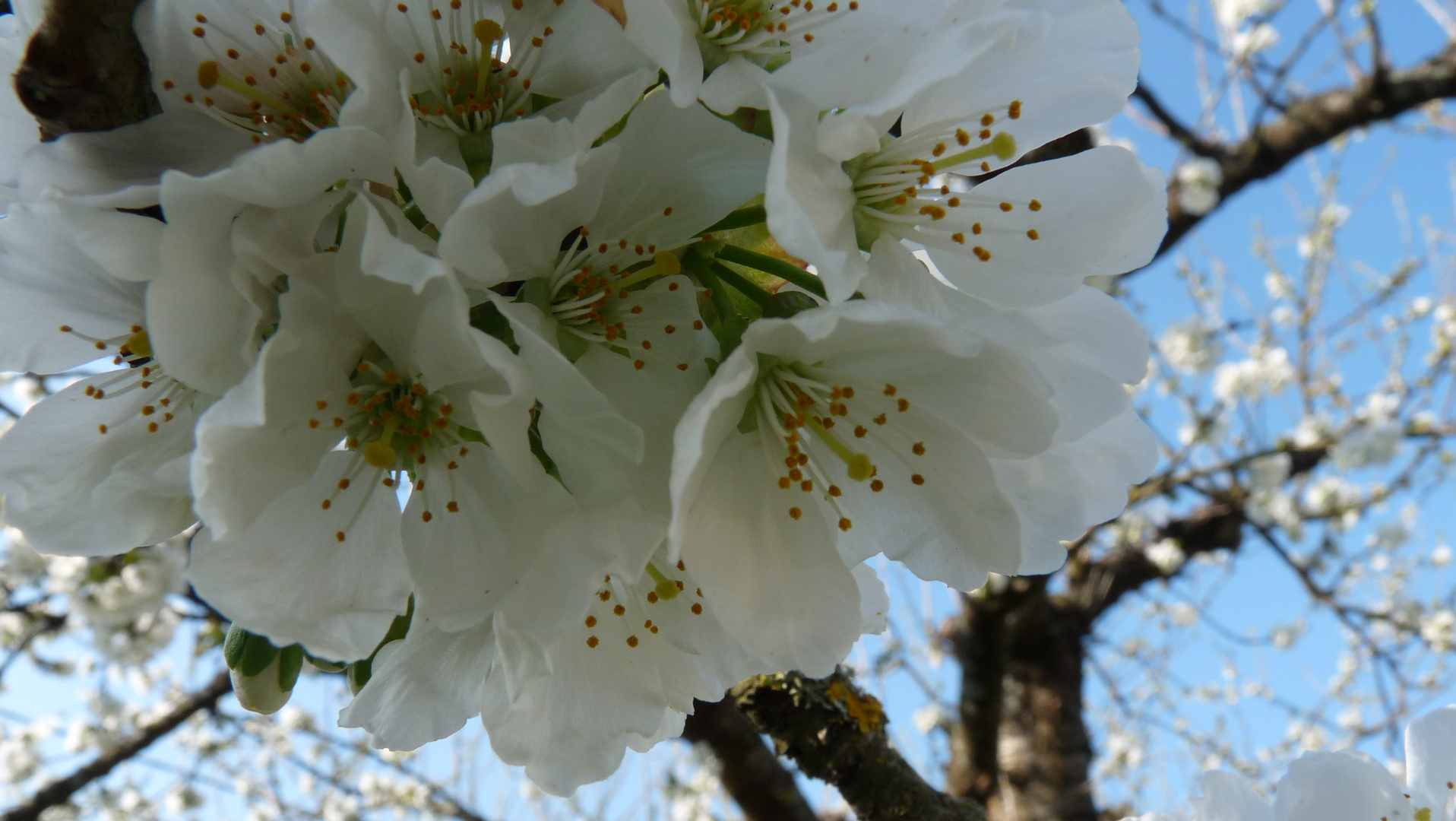 Fleur de cerisier