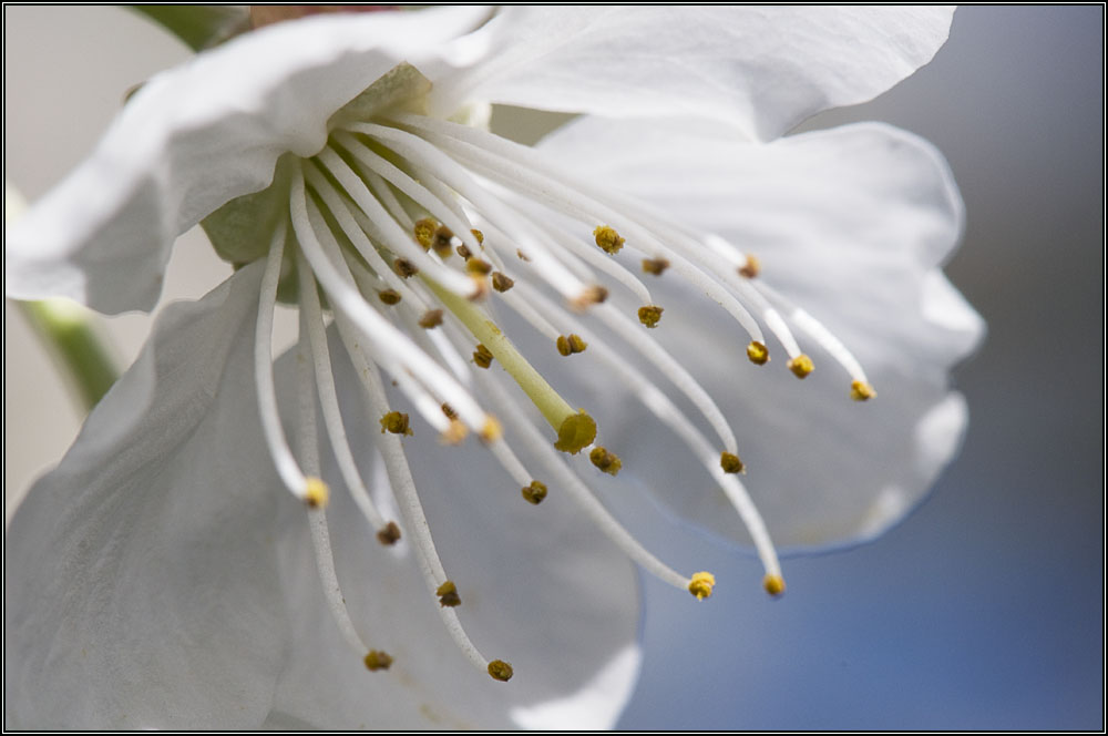 Fleur de cerisier