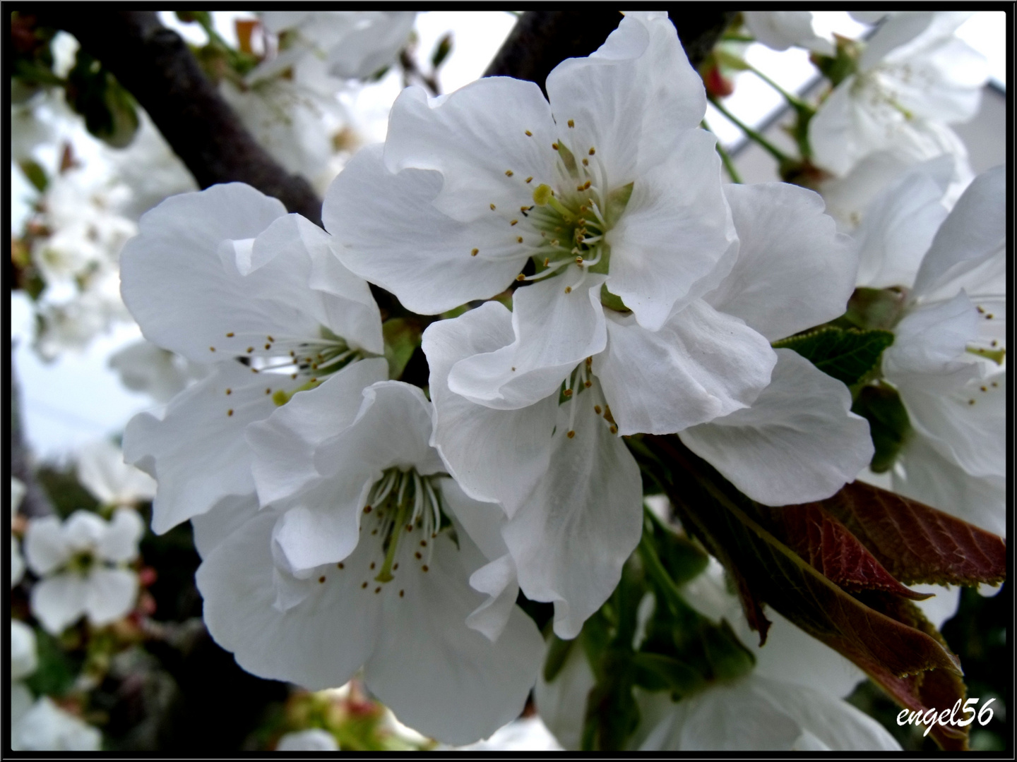 Fleur de cerisier