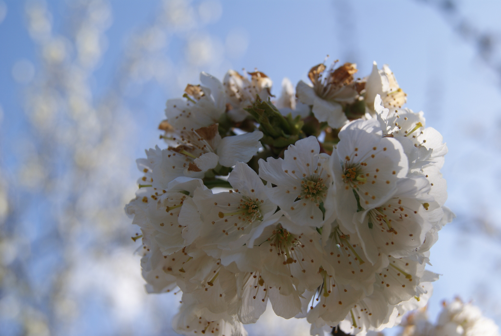 Fleur de cerisier - Cherry Blossom