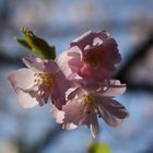 fleur de cerisier en plein Paris