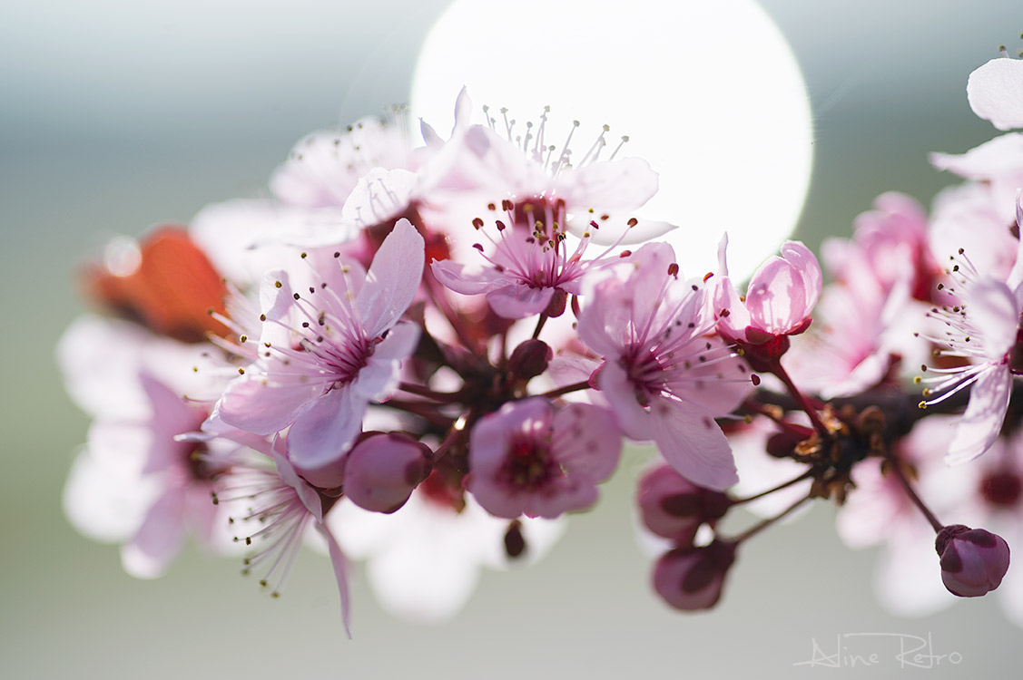 Fleur de cerisier japonais 2