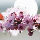 Fleur de cerisier japonais 2