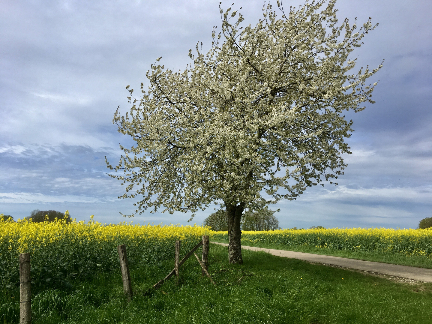 ...fleur de cerisier sauvage !!!...