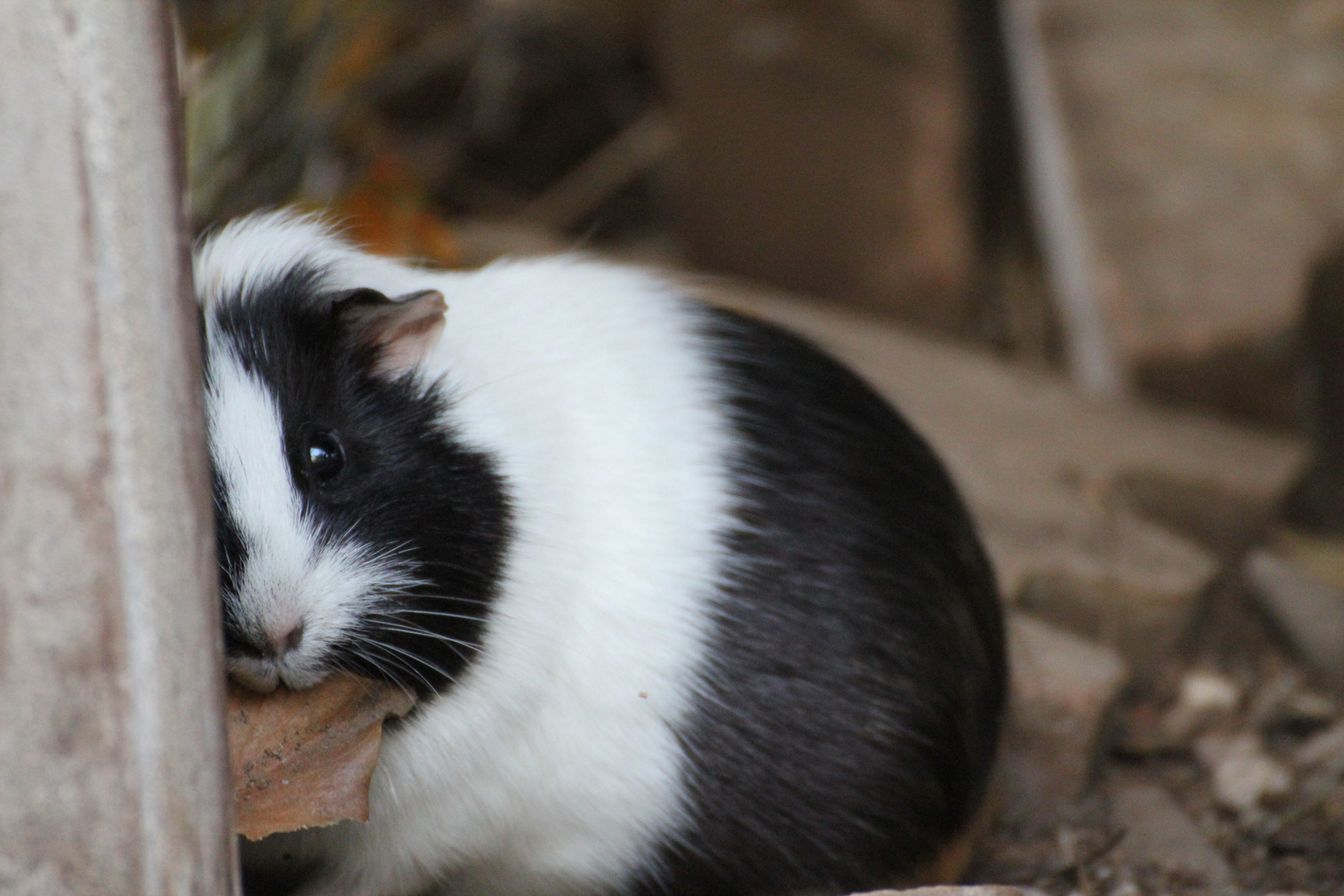 Fleur de Cerisier- schwarz-buff-weiße Meerschweinchendame