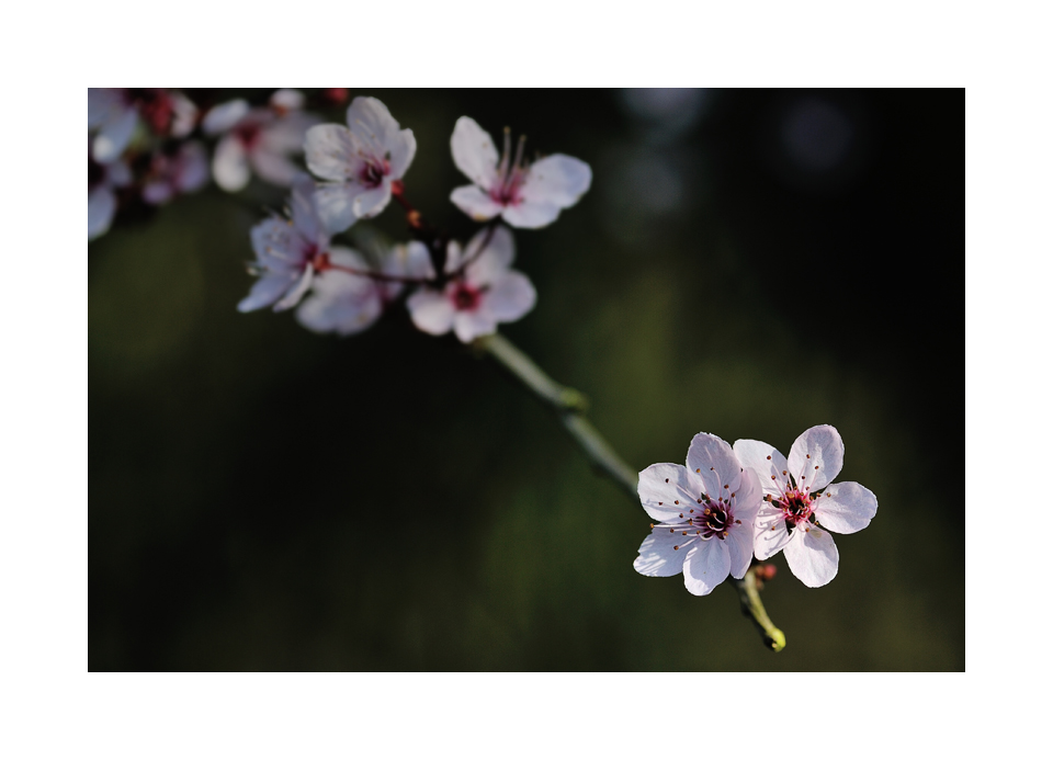 fleur de chaipaquoi 1