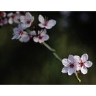 fleur de chaipaquoi 1