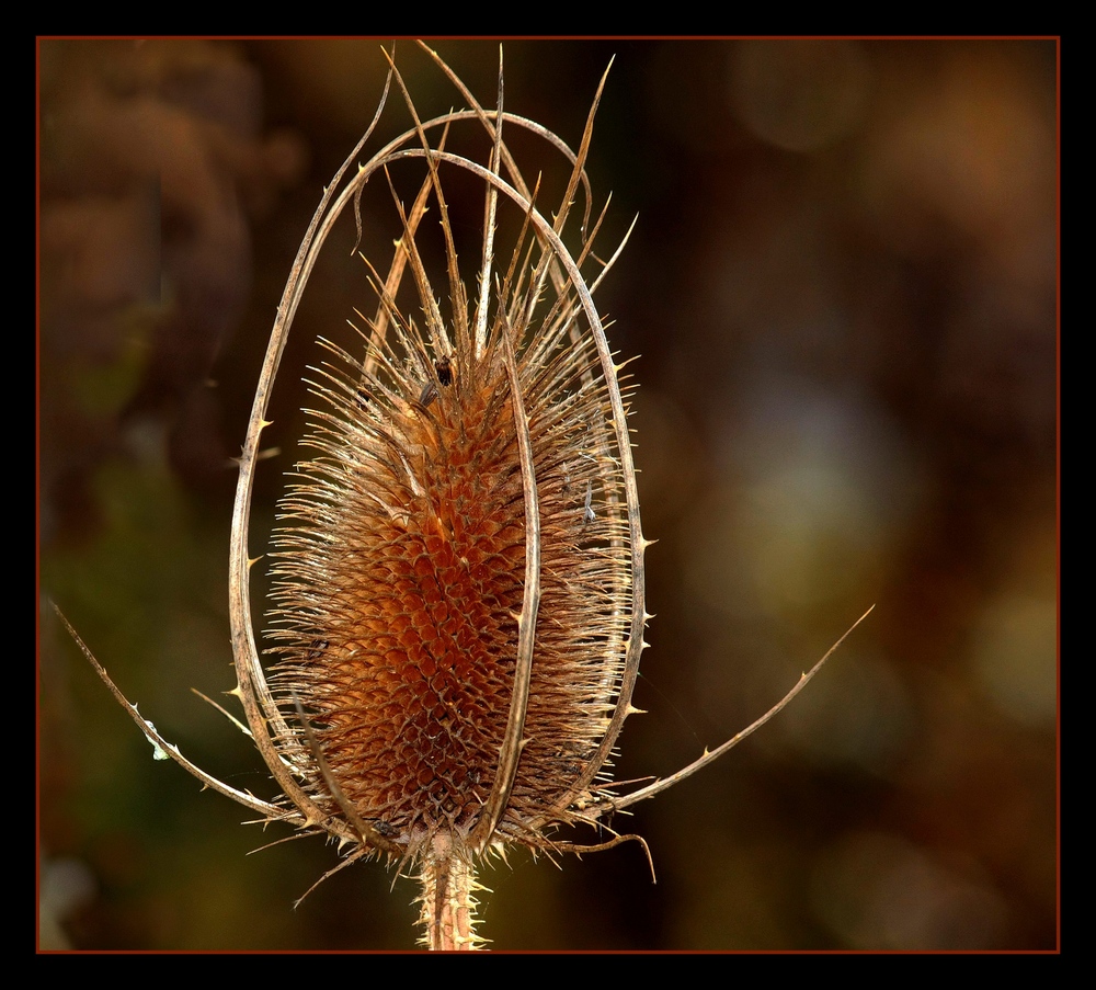 " Fleur de chardon "