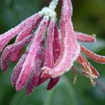 Fleur de chèvrefeuille givrée