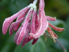 Fleur de chèvrefeuille givrée