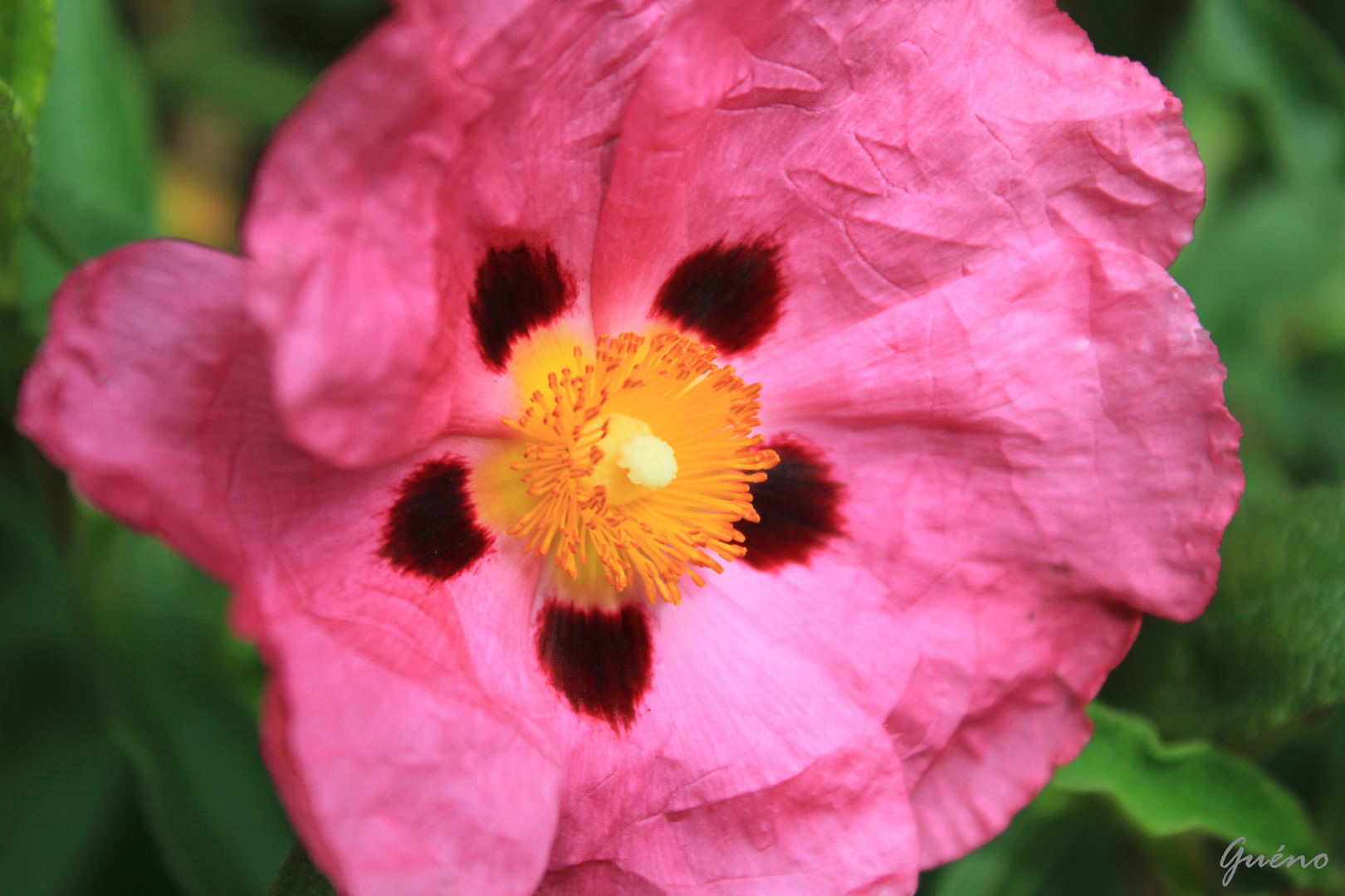 fleur de chiffon